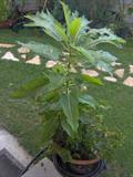 Carica quercifolia